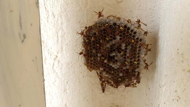 Paper wasp nest on wall with active swarm showing pest infestation and safety risk at home