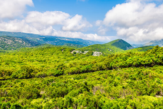 Randi forest of Ikaria island, Greece with ancient Greek oak trees at Sierra Atheras mountains on hiking trail from Raches to Magganitis