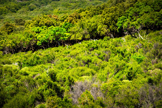 Randi forest of Ikaria island, Greece with ancient Greek oak trees at Sierra Atheras mountains near Christos Raches wilderness