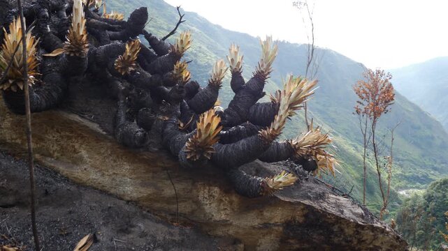 Tracking past Puya plants burned in a forest fire, Ecuador. Vegetation charred by a forest and grassland fire in the Ecuadorian Andes near Banos, Pastaza province. 