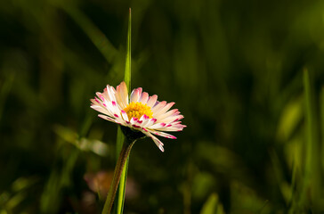 Common daisy (Bellis perennis) flower in warm sunlight with green blurred background, detailed macro showing petals and yellow center, ideal for spring, nature and background use © Petr