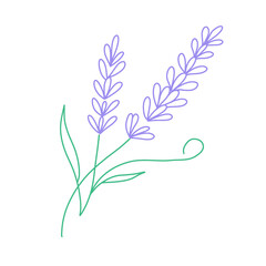 Hand Drawn Minimalist Purple and Green Line Art Lavender Flower Illustration with Delicate Stems and Leaves, Elegant Simple Floral Botanical Neon Style Design Isolated on Black Background © Chutimaporn