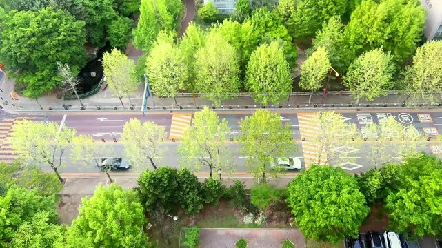 Peaceful Urban Scene of Cars Driving on a Road Lined with Lush Green Trees