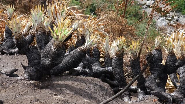 Tracking past Puya plants burned in a forest fire, Ecuador. Vegetation charred by a forest and grassland fire in the Ecuadorian Andes near Banos, Pastaza province. 
