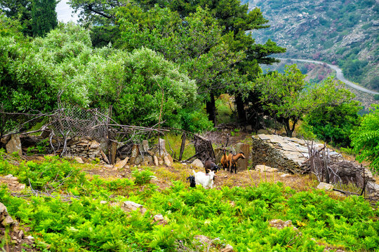 Wild free roaming goats herd grazing on green fern grass on Ikaria island, Greece at town of Karavostamo longevity blue zone