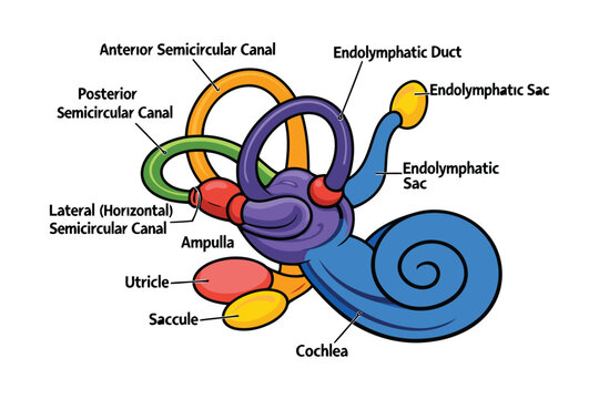Anatomical illustration of human inner ear with labeled parts Vector