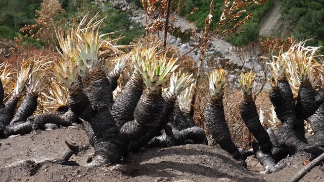Tracking past Puya plants burned in a forest fire, Ecuador. Vegetation charred by a forest and grassland fire in the Ecuadorian Andes near Banos, Pastaza province. 