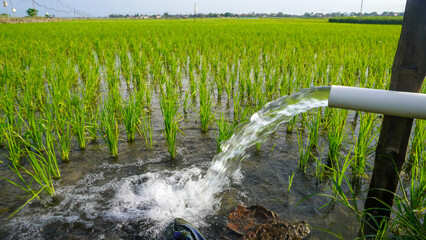 Irrigation of rice fields using pump wells with the technique of pumping water from the ground to flow into the rice fields. The pumping station where water is pumped from a irrigation canal system. © Faris Fitrianto