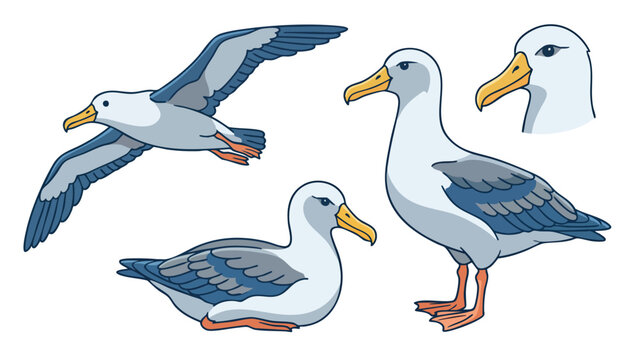 Albatross Bird Cartoon Set Flying Standing Sitting and Head View