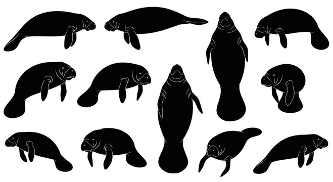 Manatee Silhouettes Collection: Diverse Poses of Gentle Sea Cows