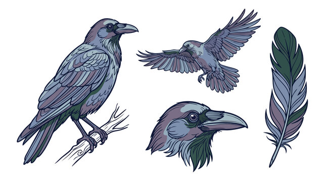 Stylized Crow Vector Illustration Set with Feather and Detailed Head
