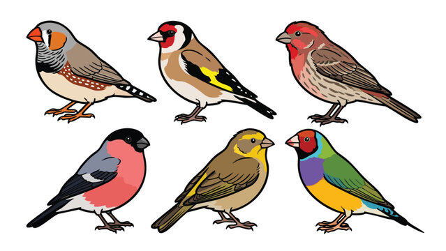 Finch Bird Vector Illustration Set Colorful Songbird Collection