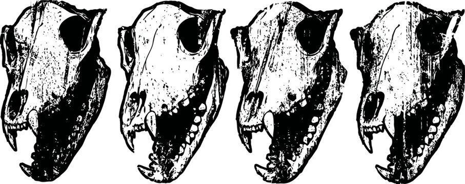 four black and white animal skulls in a row, detailed bone structure and teeth visible