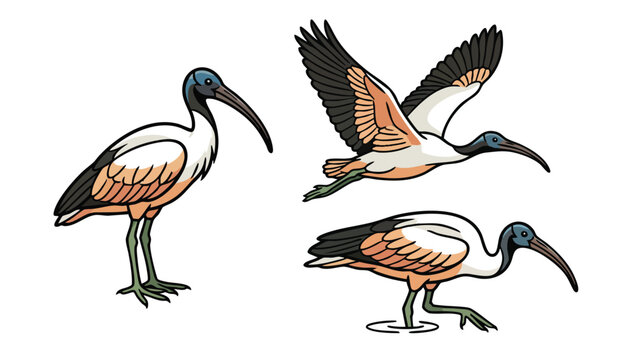 Ibis Bird Vector Set Standing Flying and Wading Poses