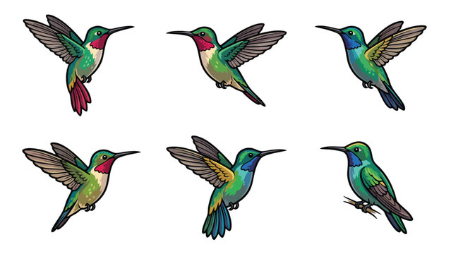 Hummingbird Vector Set Flying and Perching Colorful Tropical Birds