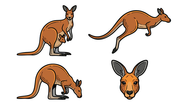 Kangaroo Vector Set Jumping Standing Grazing with Joey and Head
