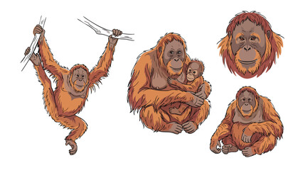 Orangutan illustration set with baby wildlife primate isolated on white background © welyalfian