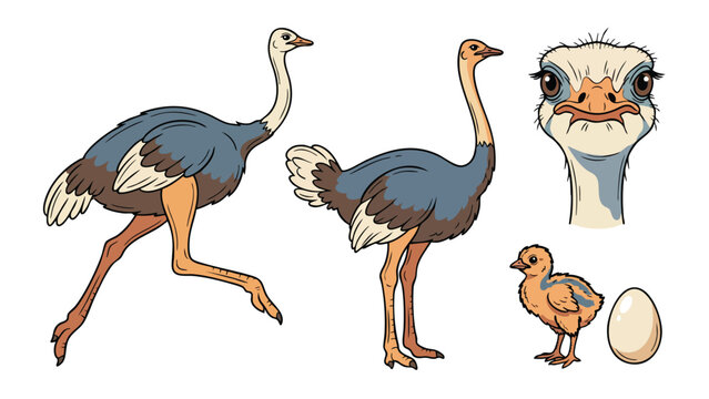 Ostrich illustration set with chick and egg isolated on white background