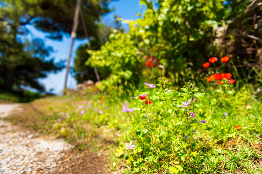 Malva mellow wildflower and poppy flowers, wild wildflowers plant at Ikaria island, Greece macro closeup in blurry blurred background