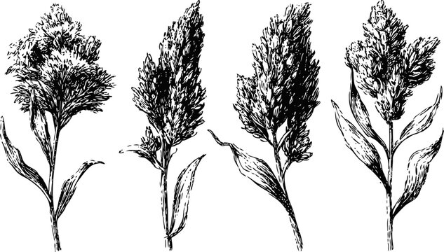 Hand drawn sorghum plants illustration detailed botanical sketch of grain crops with leaves and seed heads
