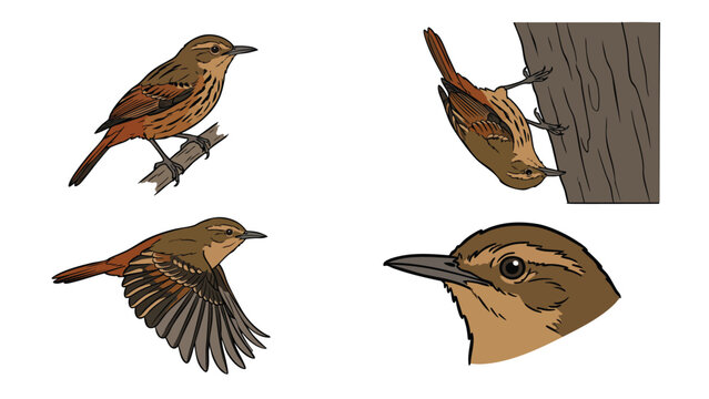 Xenops Bird Character Set in Various Poses