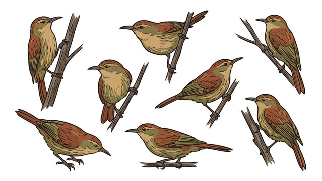 Streaked Xenops Bird Vector Set in Multiple Perching Poses