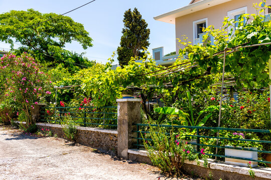 Perdiki village on Ikaria island, Greece home house villa by vegetable fruit garden, grape grapevine on trellis pergola at longevity blue zone