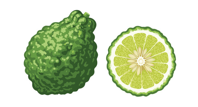 Detailed botanical illustration showcases a whole green bergamot fruit with bumpy skin alongside a fresh juicy slice showing segments and seeds.