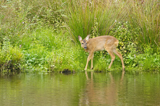 A young fawn on the bank sticks out its tongue, a young fawn in the middle of a wildflower meadow, a small deer crouches down cautiously and looks around, deer among tall flowers, Capreolus capreolus