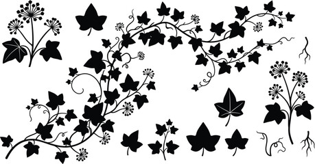silhouette Ivy flower set, Ivy Vector, climbing ivy creeper branch isolated on white background vector illustration © Aditya