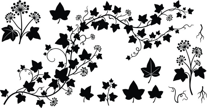 silhouette Ivy flower set, Ivy Vector, climbing ivy creeper branch isolated on white background vector illustration