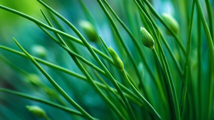 Naklejka premium Close-Up View of Fresh Green Chives with Buds in a Natural Garden Environment