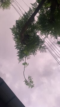 moringa tree in the park