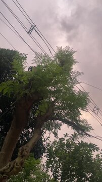 moringa tree in the park