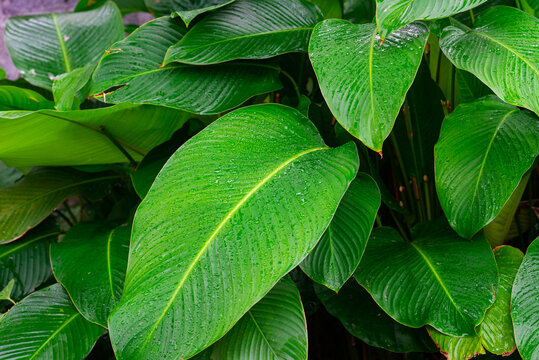 Fresh Phrynium placentarium foliage in Vietnam, showing broad glossy leaves and natural garden texture for botanical, tropical, and cultural cuisine concepts.