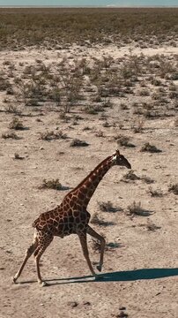 Herd of giraffes wandering through the open wilderness in Etosha Nationalpark in Namibia