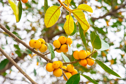 Banyan tree fruit photographed in Vietnam, featuring clustered yellow Ficus benghalensis figs on branches for tropical and botanical concepts.