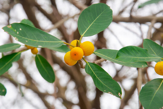 Yellow banyan figs (Ficus benghalensis) growing on branches in Vietnam, captured close-up with oval leaves for tropical botanical and nature themes.
