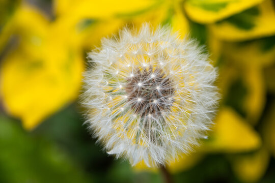 Dandelion clock macro, yellow bokeh background
