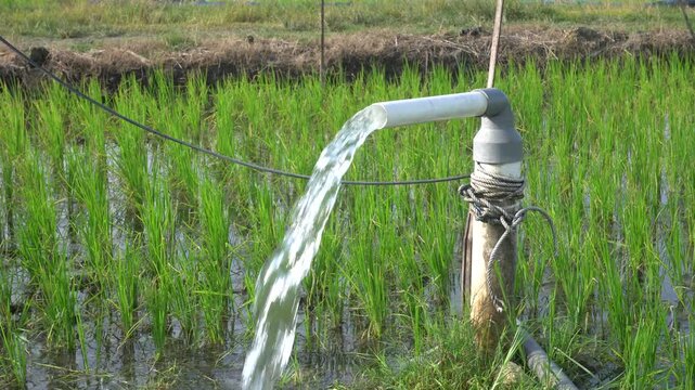 Clear Water Flowing into Green Rice Field from White Pipe Outdoors. Irrigation of rice fields using pump wells with the technique of pumping water from the ground.
