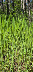 Obraz premium green grass background fresh and sunny