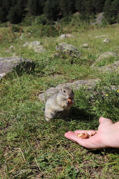 a gopher eats from a hand