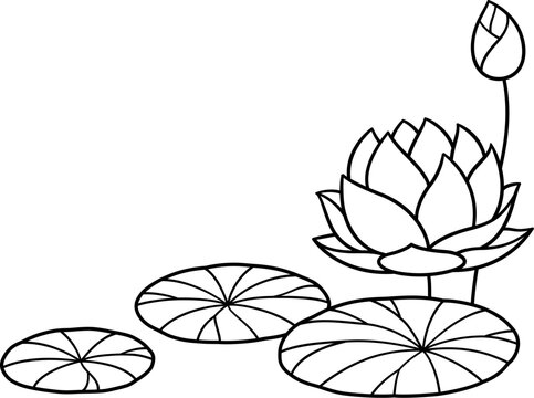 Hand drawn black and white lotus plant line drawing. Flower and bud doodle with leaves. Vector waterlily illustration. Bottom corner decoration.