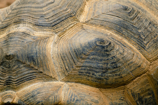 Detailed texture and pattern of a turtle shell