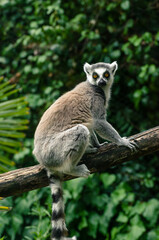 Fototapeta premium Ring-tailed lemur sitting on a tree branch