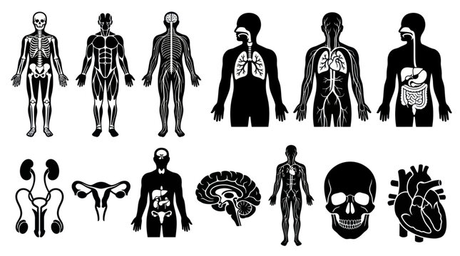 Human anatomy medical science icons set, black and white vector art