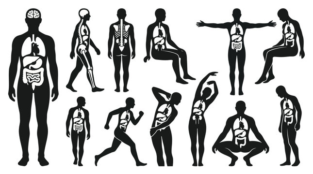 Medical Human Body Anatomy Vector Glyphs Showing Internal Organs in Various Poses