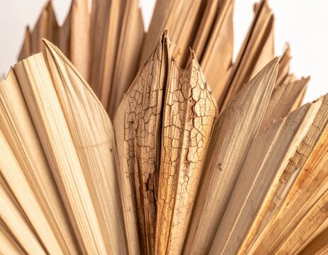 Closeup of dried sun palm leaf texture, natural beige brown organic pattern, boho interior decor element, rustic botanical background for floral design
