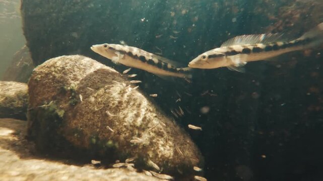 Pike cichlid swim in the river with school of fry. Underwater view of the river with rocky bottom and fish with fry