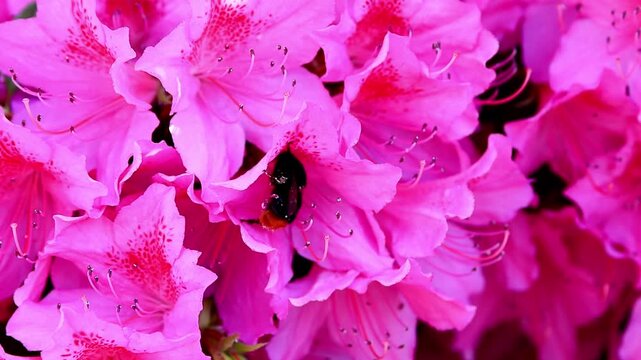 bumblebee in a flower 4k video